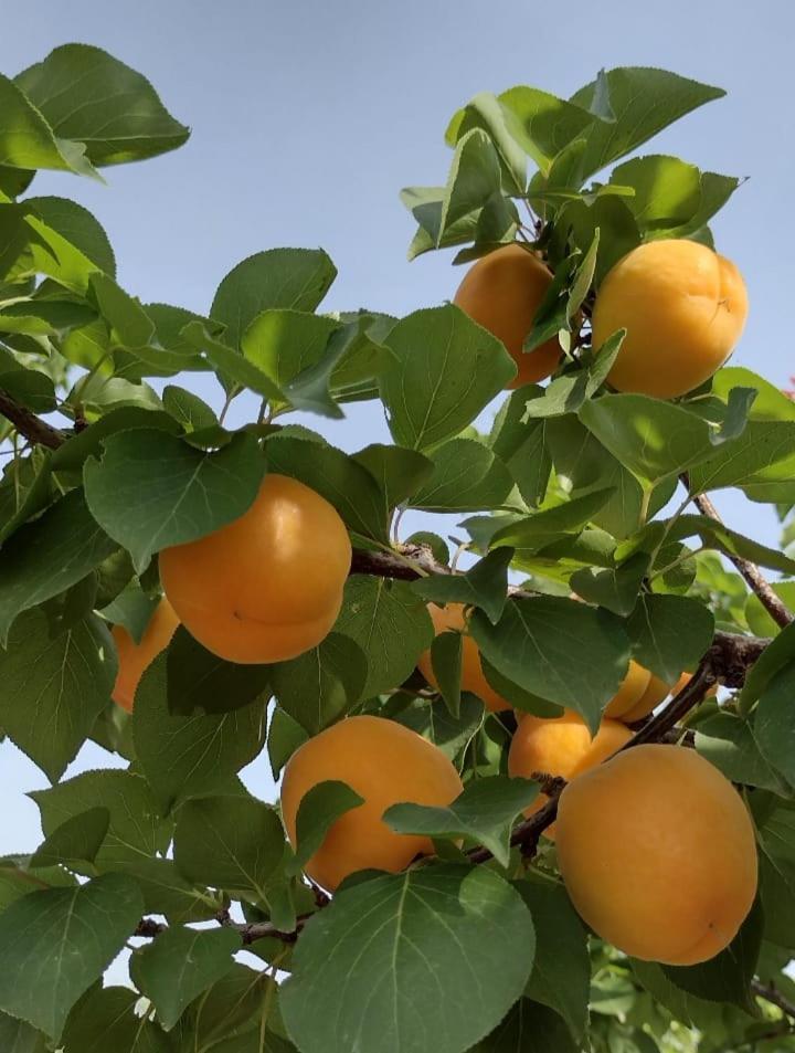 Le Rondini Διαμέρισμα Trani Εξωτερικό φωτογραφία